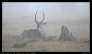  Waterbuck in the fog, Masai Mara, Kenya � J. Zinn